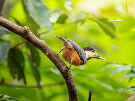 枝にとまるヤマガラ ヤマガラ,野鳥,鳥の写真素材