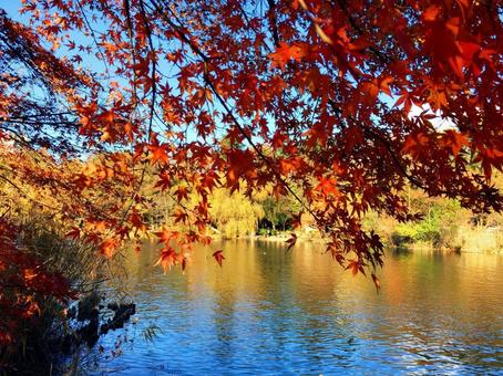 井の頭公園の紅葉 井の頭公園の紅葉の写真