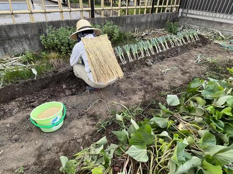 畑作業 畑作業 畑,背みの,わらの写真素材