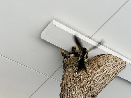 餌をねだる雛鳥と親鳥の給餌シーン 鳥の巣,雛,ひな鳥の写真素材