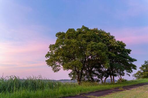 夕暮れの丘と大樹 大樹,木,樹木の写真素材