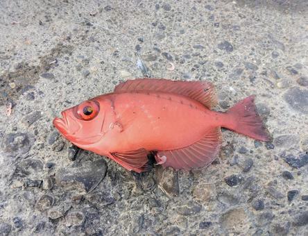 ホウセキキントキが釣れた ホウセキキントキ,魚,釣りの写真素材