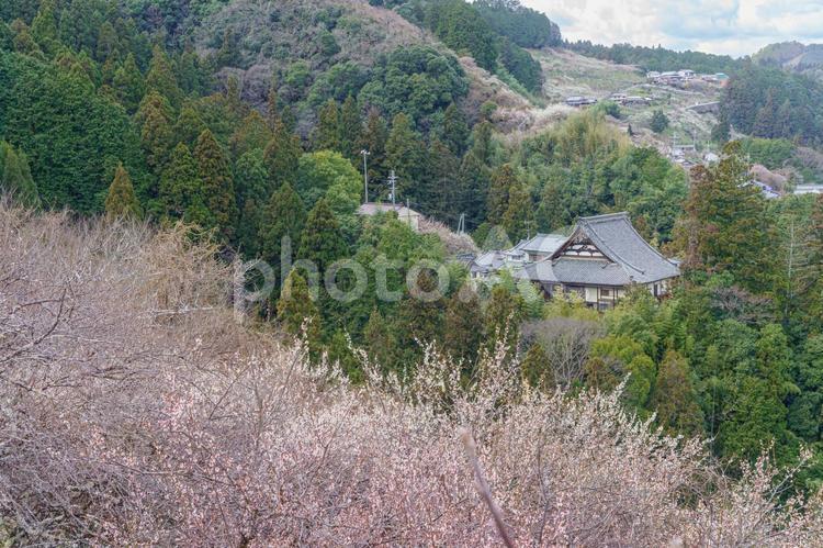 奈良【賀名生梅林】 奈良,賀名生梅林,五條市の写真素材
