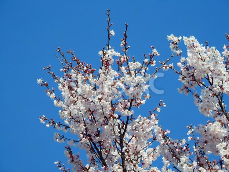 青空と桜 桜,さくら,春の写真素材
