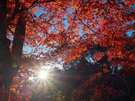 紅葉と朝日が輝く秋の風景 紅葉,秋,日差しの写真素材