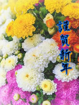 ガーデンマムの謹賀新年 年賀状,正月,花の写真素材
