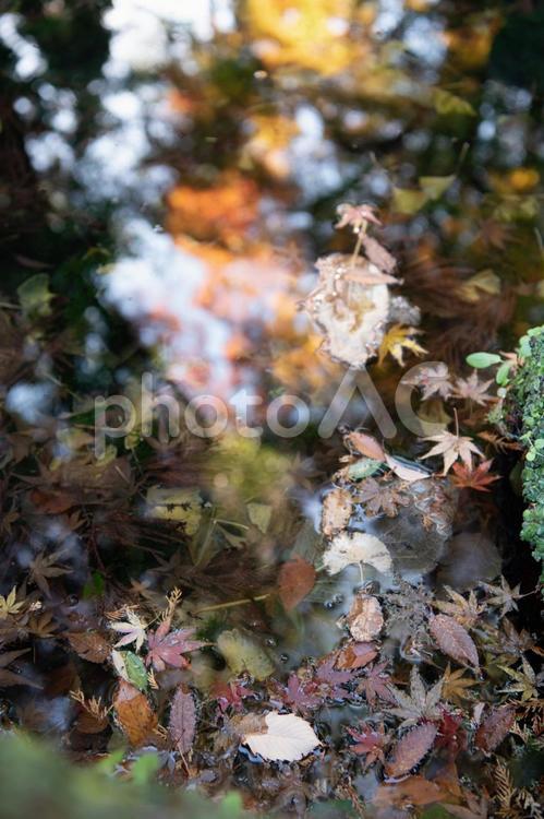 落ち葉　素材　イメージ 落ち葉,秋,季節の写真素材