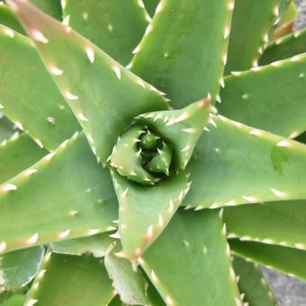 アロエ アロエ,真ん中,緑の写真素材