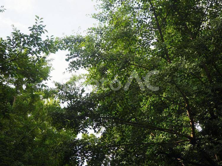 木漏れ日 木,山,木々の写真素材