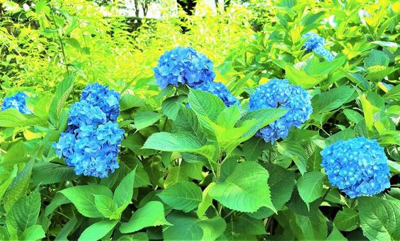 青色のあじさい 青色のあじさい あじさい,アジサイ,自然の写真素材