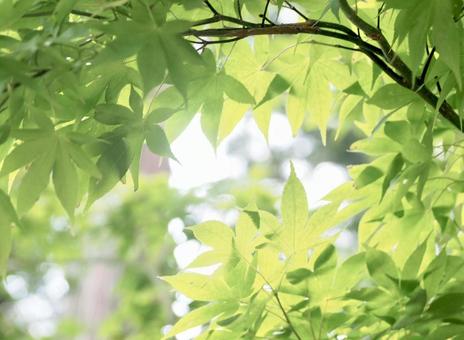 新緑と木漏れ日 新緑と木漏れ日の写真