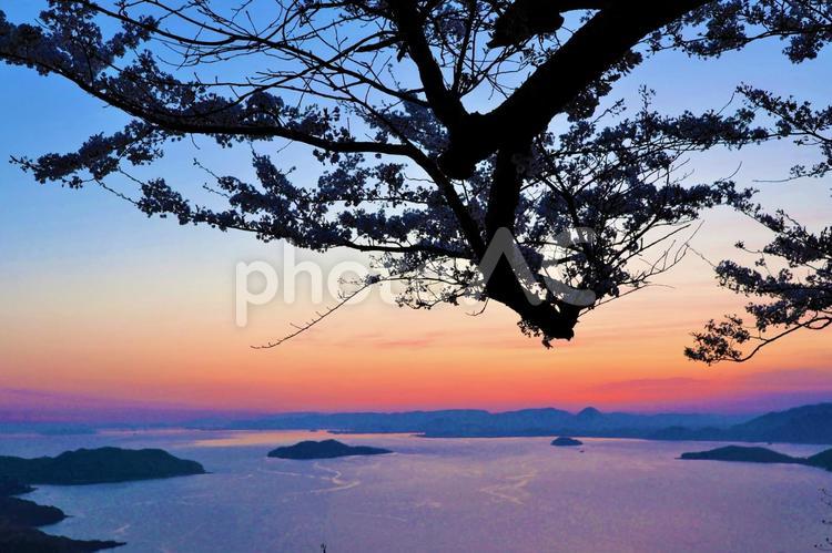 ４月上旬の三豊市紫雲出山の桜と朝焼け 背景,桜,さくらの写真素材