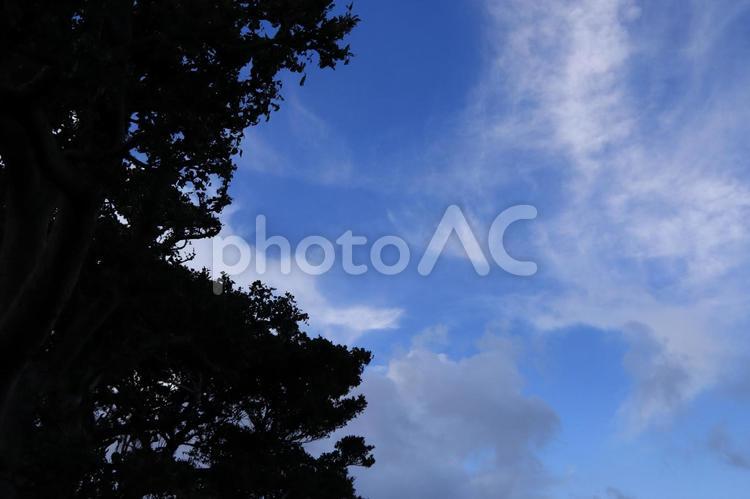 ガジュマルの木と青空　オキナワ 自然,空背景,風景の写真素材