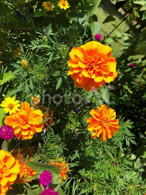 オレンジ　マリーゴールド 花,フラワー,植物の写真素材