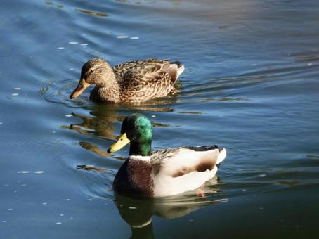 川面を泳ぐマガモのオスとメス 川面を泳ぐマガモのオスとメスの写真
