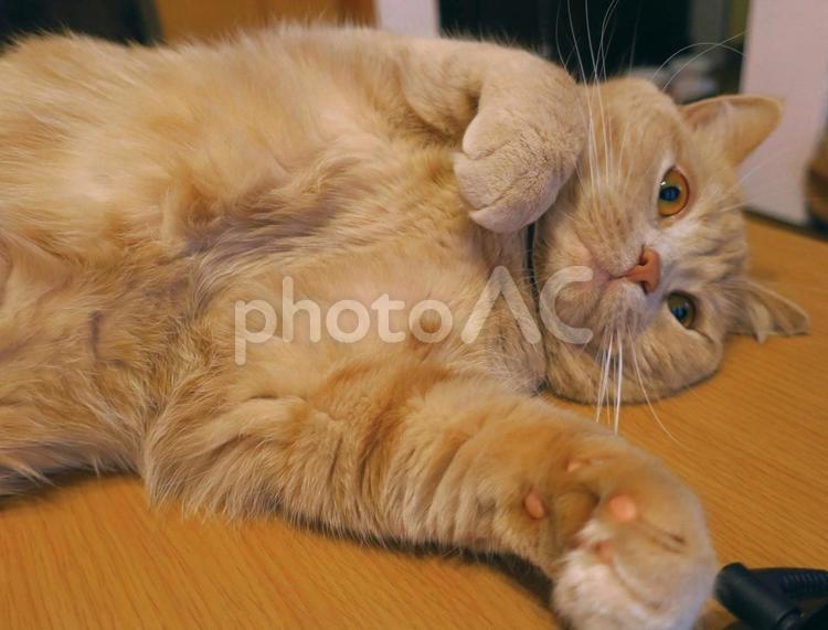 うちのネコさま　テーブルの上でゴロン ネコ,猫,昼寝の写真素材