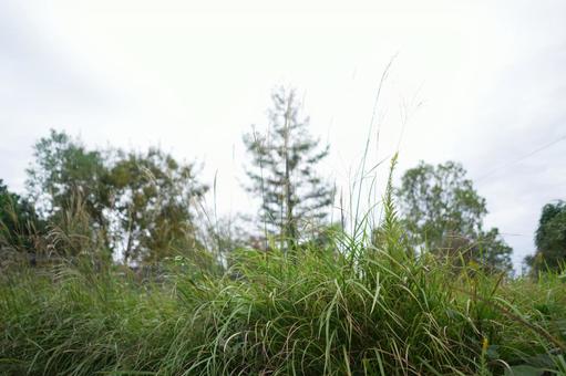 自然に伸び続ける雑草 市民公園,雑草,広場の写真素材