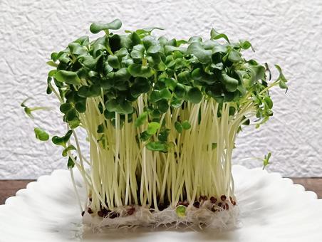 ブロッコリースプラウト ブロッコリースプラウトの写真