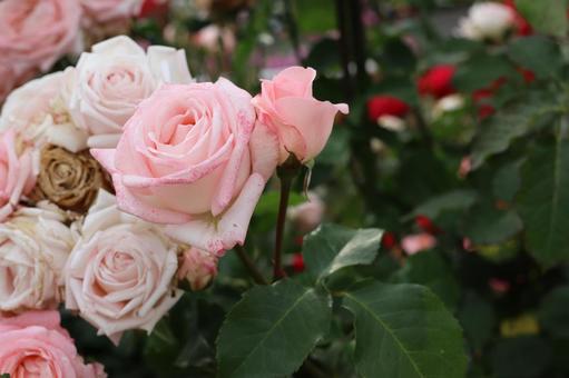 バラ園にてピンクの薔薇を撮りました バラ園にてピンクの薔薇を撮りましたの写真