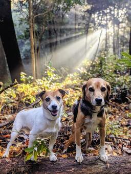 朝日のライトに照らされた1日の始まり 犬,ビーグル,ジャックラッセルテリアの写真素材