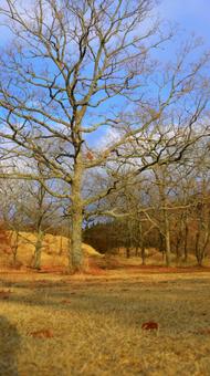 青空の下での写真
