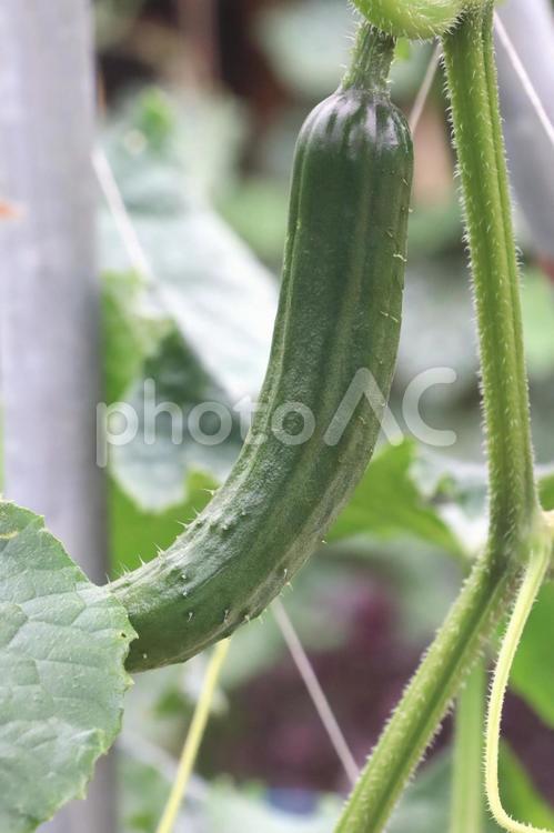 家庭菜園　きゅうり キュウリ,夏野菜,野菜の写真素材