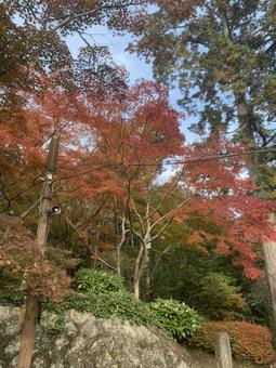 紅葉に彩られた山道と石垣 紅葉に彩られた山道と石垣 紅葉,山道,石垣の写真素材