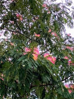 ネムノキの写真