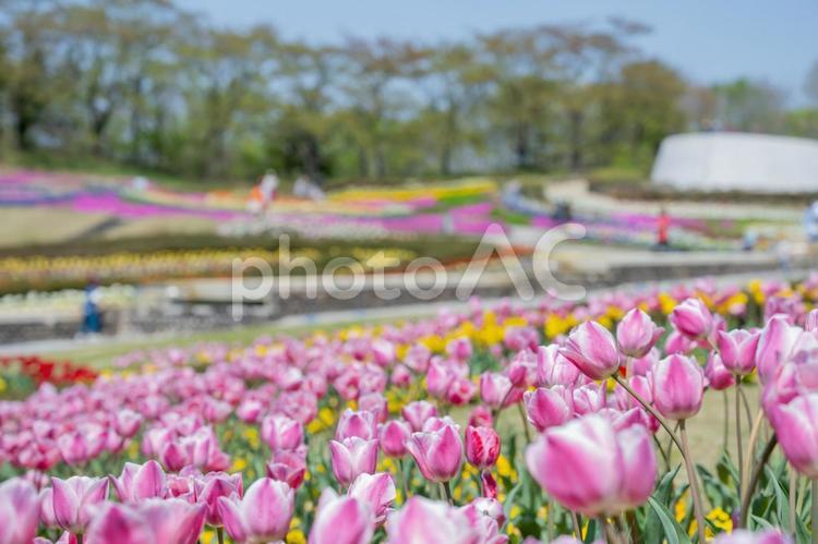 4月のみちのく湖畔公園の様子　花が満開 4月,公園,春の写真素材