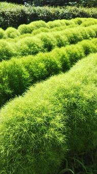 コキア コキアの写真