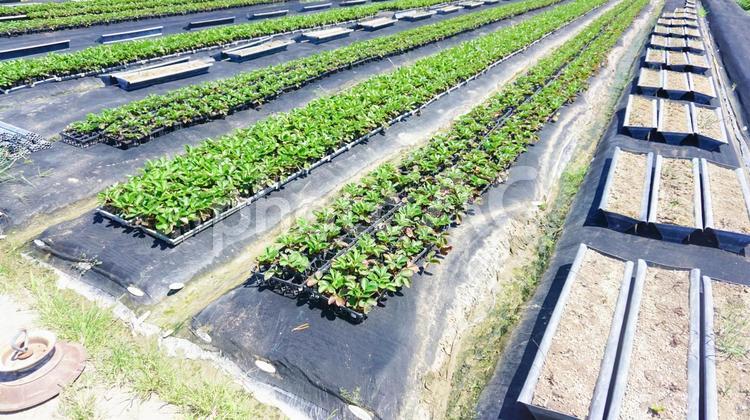 野菜を育てる畑 野菜,畑,農業の写真素材