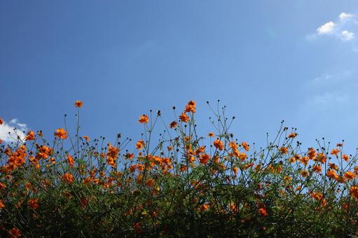 青空とオレンジ色のコスモスの花畑の風景 青空,オレンジ色,コスモスの写真素材