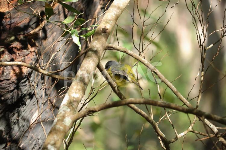 野生のヒガシキバラヒタキ ヒガシキバラヒタキ,イースタンイエローロビン,鳥の写真素材