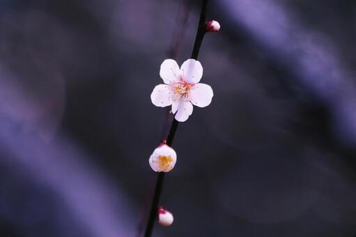 咲始めた梅の花 花,春,梅の写真素材