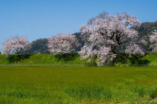 桜満開の麦畑 桜満開の麦畑 桜,満開,爛漫の写真素材