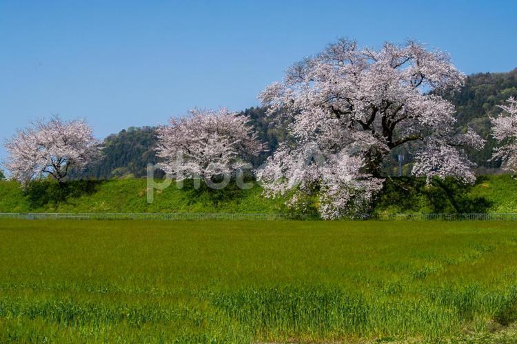 桜満開の麦畑 桜,満開,爛漫の写真素材