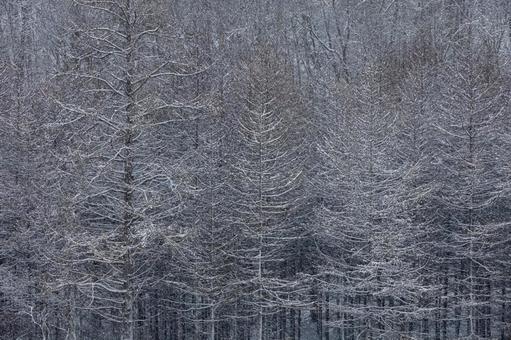 薄雪が樹々の枝先に描いた冬の静かなる紋様 カラマツ,雪,薄雪の写真素材