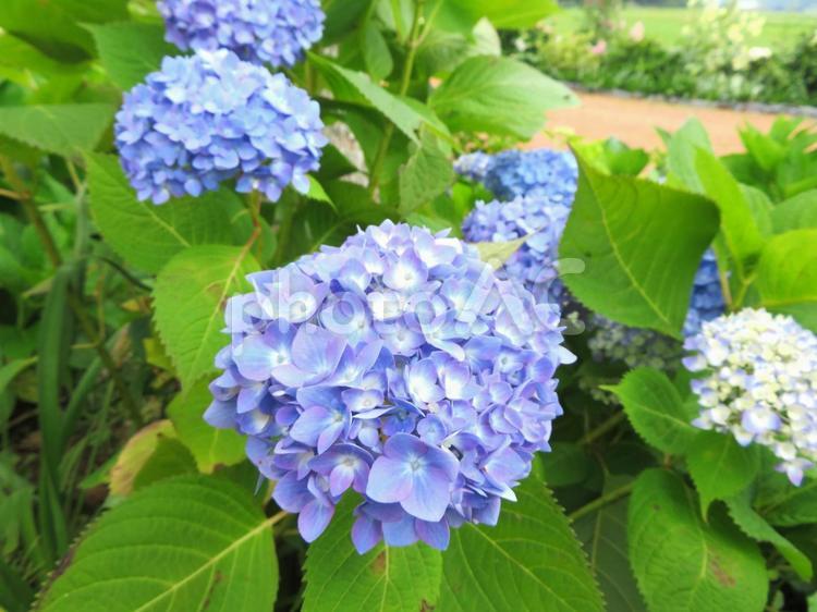 潮来市二本松寺のあじさい 紫陽花,６月,梅雨時期の写真素材