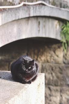 黒猫 猫,黒,野良の写真素材