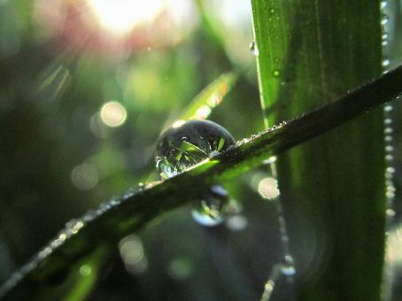 水滴と緑の葉の風景 水滴と緑の葉の風景 水滴,しずく,雨の写真素材