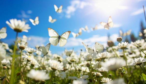 モンシロチョウの写真