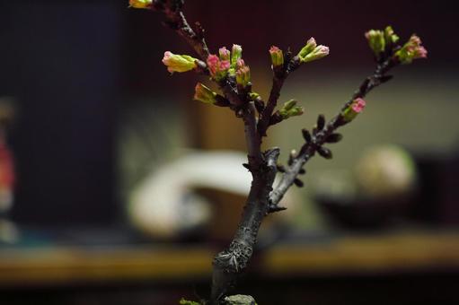 桜のつぼみ 7 桜のつぼみ 7の写真
