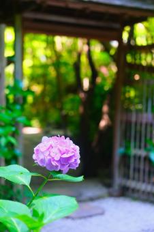 紫陽花 紫陽花の写真