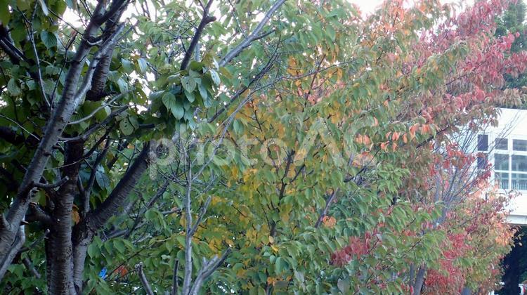 秋の樹木 四季,季節,季節感の写真素材