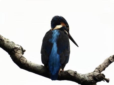高い枝から魚を狙うカワセミ 鳥,野鳥,カワセミの写真素材