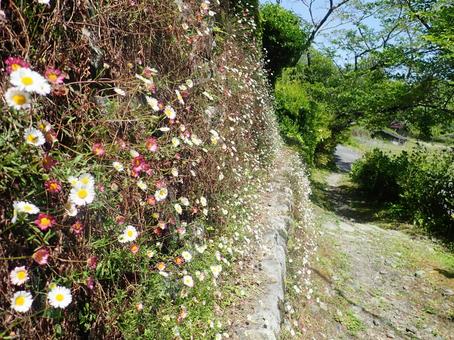 熊野古道中辺路_花 熊野古道中辺路_花の写真