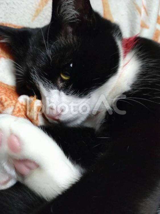 マッタリ猫 猫,八割れ,ネコ目の写真素材