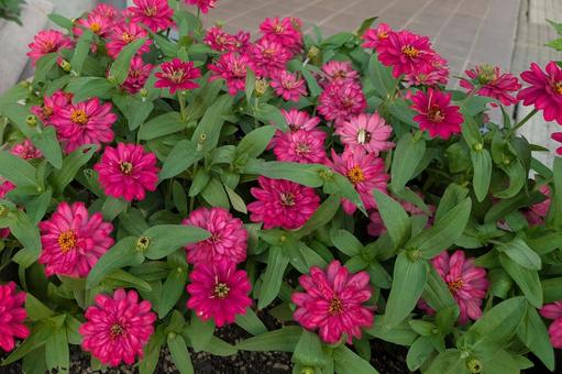 Pink Zinnia, JPG