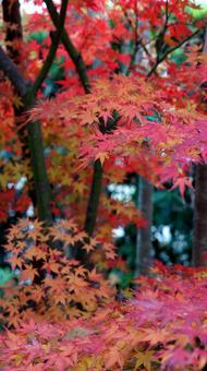 紅葉-1346 紅葉,モミジ,赤の写真素材