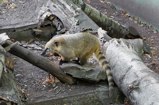 ハナグマ ハナグマの写真